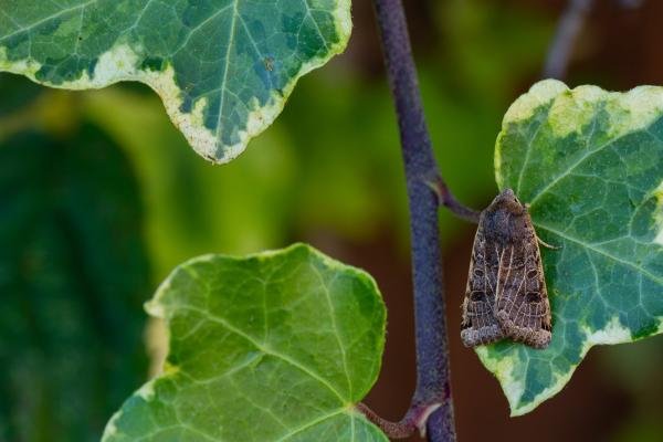 Lunar Underwing (Anchoscelis lunosa), adult. Framwellgate Moor, 19-09-2021. Copyright Christopher Blakey. Lunar Underwing (Anchoscelis lunosa), adult. Framwellgate Moor, 19-09-2021. Copyright Christopher Blakey.