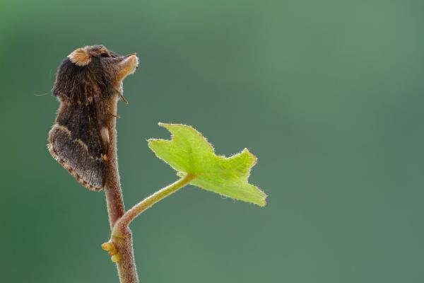 December Moth (Poecilocampa populi), adult. Framwellgate Moor, 25-10-2021. Copyright Christopher Blakey. December Moth (Poecilocampa populi), adult. Framwellgate Moor, 25-10-2021. Copyright Christopher Blakey.