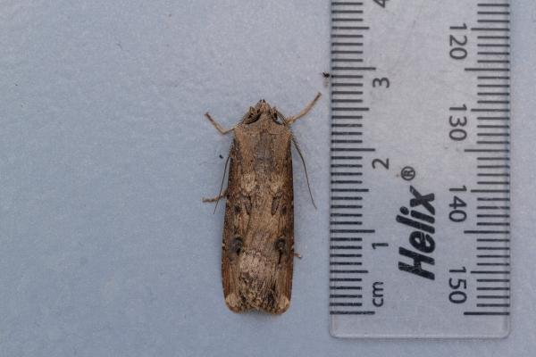 Dark Sword-grass (Agrotis ipsilon), adult. Framwellgate Moor, 06-11-2021. Copyright Christopher Blakey. Dark Sword-grass (Agrotis ipsilon), adult. Framwellgate Moor, 06-11-2021. Copyright Christopher Blakey.