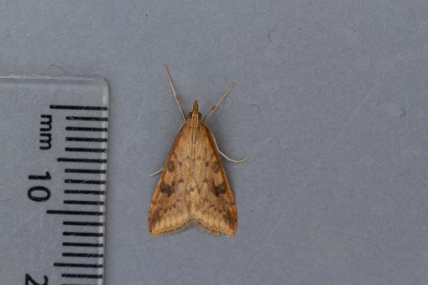 Rusty-dot Pearl (Udea ferrugalis), adult. Framwellgate Moor, 14-11-2021. Copyright Christopher Blakey. Rusty-dot Pearl (Udea ferrugalis), adult. Framwellgate Moor, 14-11-2021. Copyright Christopher Blakey.