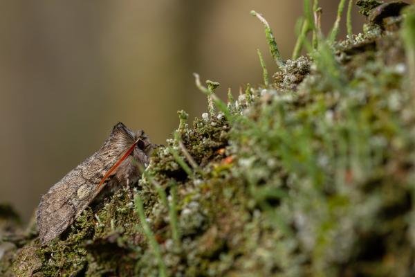 Yellow Horned (Achlya flavicornis), adult. Waldridge Fell, 23-03-2022. Copyright Christopher Blakey.