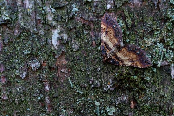 Shoulder Stripe (Earophila badiata), adult. Waldridge Fell, 06-04-2022. Copyright Christopher Blakey.