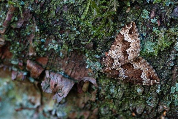 Water Carpet (Lampropteryx suffumata), adult. Waldridge Fell, 06-04-2022. Copyright Christopher Blakey.