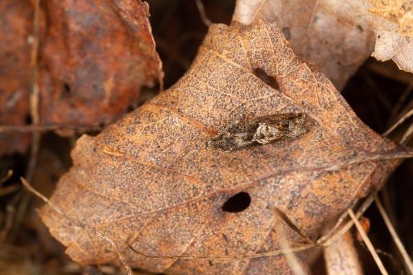 Epinotia immundana, adult. Waldridge Fell, 23-04-2022. Copyright Christopher Blakey.
