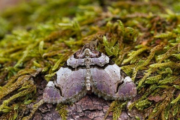 Streamer (Anticlea derivata), adult. Waldridge Fell, 02-05-2022. Copyright Christopher Blakey. Streamer (Anticlea derivata), adult. Waldridge Fell, 02-05-2022. Copyright Christopher Blakey.