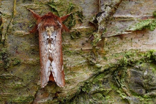 Scarce Prominent (Odontosia carmelita), adult. Waldridge Fell, 02-05-2022. Copyright Christopher Blakey.