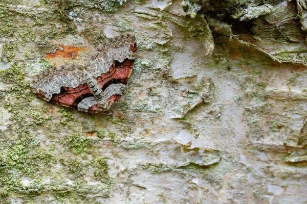 Flame Carpet (Xanthorhoe designata), adult. Waldridge Fell, 02-05-2022. Copyright Christopher Blakey. Flame Carpet (Xanthorhoe designata), adult. Waldridge Fell, 02-05-2022. Copyright Christopher Blakey.