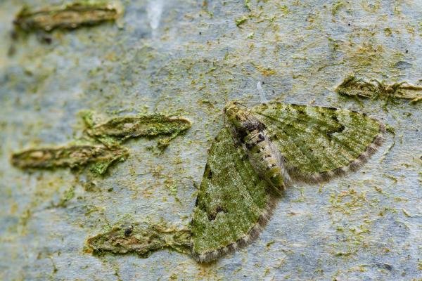V-Pug (Chloroclystis v-ata), adult. Waldridge Fell, 06-05-2022. Copyright Christopher Blakey. V-Pug (Chloroclystis v-ata), adult. Waldridge Fell, 06-05-2022. Copyright Christopher Blakey.
