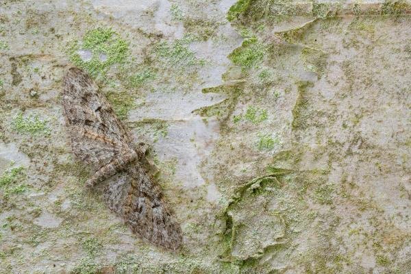 Brindled Pug (Eupithecia abbreviata), adult. Waldridge Fell, 06-05-2022. Copyright Christopher Blakey. Brindled Pug (Eupithecia abbreviata), adult. Waldridge Fell, 06-05-2022. Copyright Christopher Blakey.