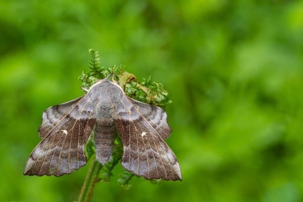 Poplar Hawk-moth (Laothoe populi), adult. Waldridge Fell, 06-05-2022. Copyright Christopher Blakey. Poplar Hawk-moth (Laothoe populi), adult. Waldridge Fell, 06-05-2022. Copyright Christopher Blakey.
