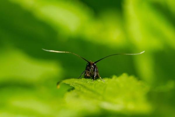 Cauchas rufimitrella, adult. Brasside, 14-05-2022. Copyright Christopher Blakey.