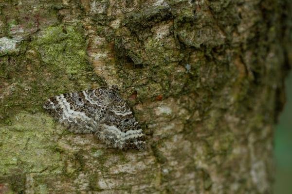 Common Carpet (Epirrhoe alternata), adult. Waldridge Fell, 19-05-2022. Copyright Christopher Blakey. Common Carpet (Epirrhoe alternata), adult. Waldridge Fell, 19-05-2022. Copyright Christopher Blakey.