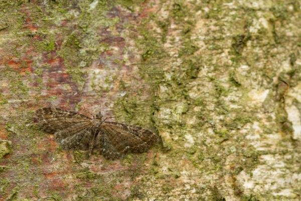 Common Pug (Eupithecia vulgata), adult. Waldridge Fell, 19-05-2022. Copyright Christopher Blakey. Common Pug (Eupithecia vulgata), adult. Waldridge Fell, 19-05-2022. Copyright Christopher Blakey.
