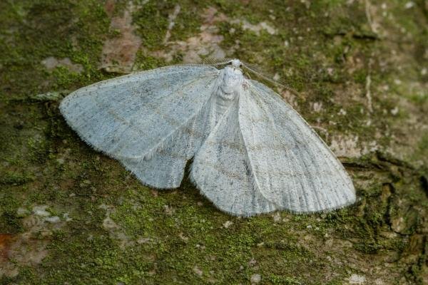 Common Wave (Cabera exanthemata), adult. Waldridge Fell, 19-05-2022. Copyright Christopher Blakey. Common Wave (Cabera exanthemata), adult. Waldridge Fell, 19-05-2022. Copyright Christopher Blakey.