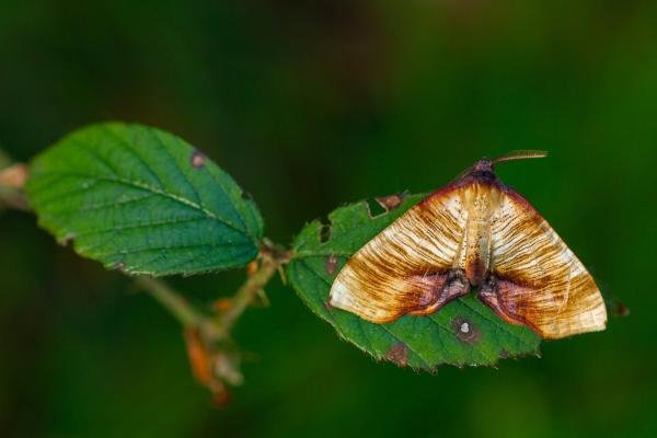 Scorched Wing (Plagodis dolabraria), adult. Waldridge Fell, 19-05-2022. Copyright Christopher Blakey.