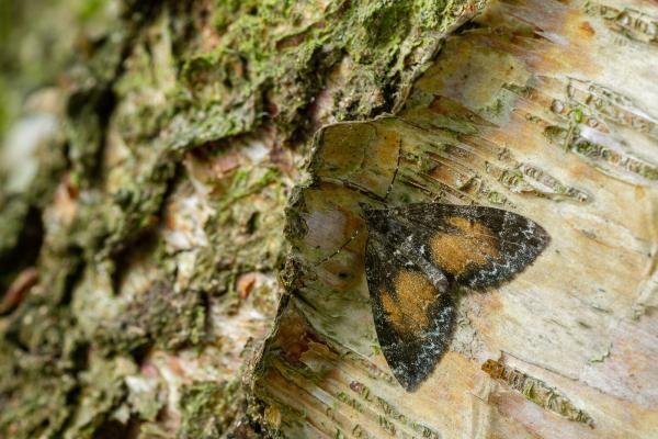 Common Marbled Carpet (Dysstroma truncata), adult. Waldridge Fell, 19-05-2022. Copyright Christopher Blakey. Common Marbled Carpet (Dysstroma truncata), adult. Waldridge Fell, 19-05-2022. Copyright Christopher Blakey.