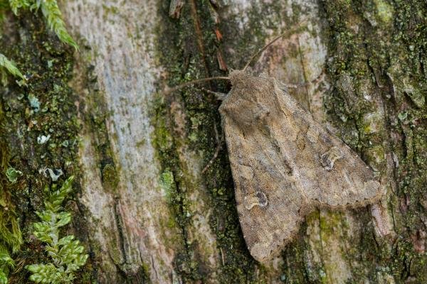 Rustic Shoulder-knot (Apamea sordens), adult. Waldridge Fell, 04-06-2022. Copyright Christopher Blakey. Rustic Shoulder-knot (Apamea sordens), adult. Waldridge Fell, 04-06-2022. Copyright Christopher Blakey.