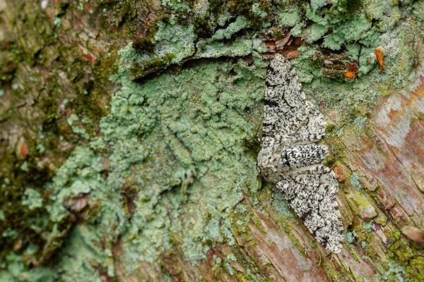 Peppered Moth (Biston betularia), adult. Waldridge Fell, 04-06-2022. Copyright Christopher Blakey. Peppered Moth (Biston betularia), adult. Waldridge Fell, 04-06-2022. Copyright Christopher Blakey.