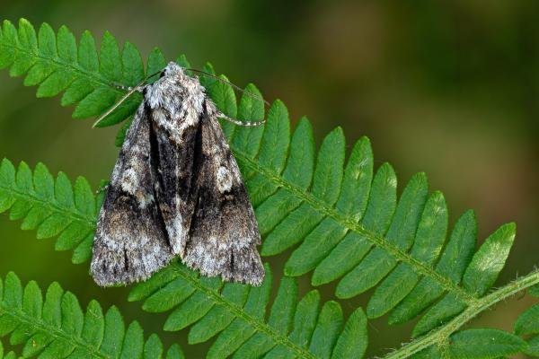 Alder Moth (Acronicta alni), adult. Waldridge Fell, 18-06-2022. Copyright Christopher Blakey. Alder Moth (Acronicta alni), adult. Waldridge Fell, 18-06-2022. Copyright Christopher Blakey.