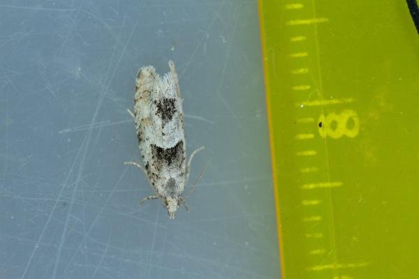 Epinotia bilunana, adult. Waldridge Fell, 18-06-2022. Copyright Christopher Blakey. Epinotia bilunana, adult. Waldridge Fell, 18-06-2022. Copyright Christopher Blakey.