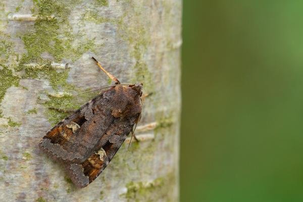 Purple Clay (Diarsia brunnea), adult. Waldridge Fell, 18-06-2022. Copyright Christopher Blakey. Purple Clay (Diarsia brunnea), adult. Waldridge Fell, 18-06-2022. Copyright Christopher Blakey.