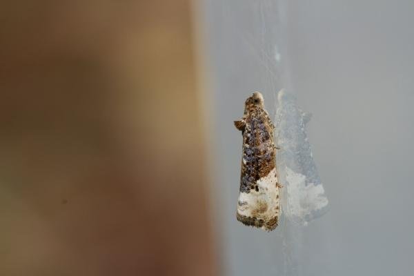 Marbled Orchard Tortrix (Hedya nubiferana), adult. Waldridge Fell, 27-06-2022. Copyright Christopher Blakey. Marbled Orchard Tortrix (Hedya nubiferana), adult. Waldridge Fell, 27-06-2022. Copyright Christopher Blakey.
