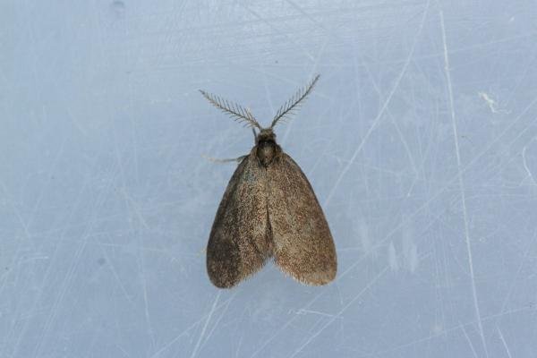 Psyche casta, adult. Waldridge Fell, 27-06-2022. Copyright Christopher Blakey. Psyche casta, adult. Waldridge Fell, 27-06-2022. Copyright Christopher Blakey.