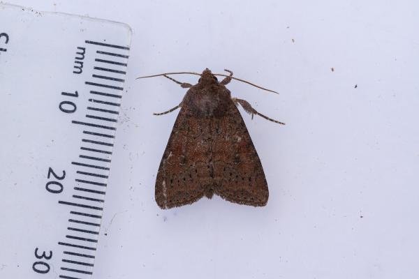 Suspected (Parastichtis suspecta), adult. Waldridge Fell, 02-07-2022. Copyright Christopher Blakey.