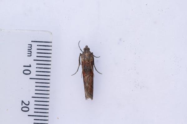 Phycita roborella, adult. Waldridge Fell, 02-07-2022. Copyright Christopher Blakey. Phycita roborella, adult. Waldridge Fell, 02-07-2022. Copyright Christopher Blakey.