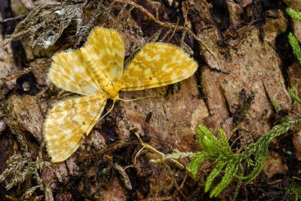 Small Yellow Wave (Hydrelia flammeolaria), adult. Waldridge Fell, 02-07-2022. Copyright Christopher Blakey. Small Yellow Wave (Hydrelia flammeolaria), adult. Waldridge Fell, 02-07-2022. Copyright Christopher Blakey.