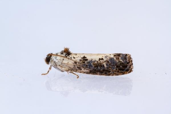 Hedya salicella, adult. Framwellgate Moor, 04-07-2022. Copyright Christopher Blakey. Hedya salicella, adult. Framwellgate Moor, 04-07-2022. Copyright Christopher Blakey.