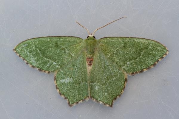 Common Emerald (Hemithea aestivaria), adult. Castle Eden Dene, 06-07-2022. Copyright Christopher Blakey. Common Emerald (Hemithea aestivaria), adult. Castle Eden Dene, 06-07-2022. Copyright Christopher Blakey.