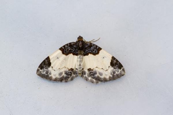 Beautiful Carpet (Mesoleuca albicillata), adult. Castle Eden Dene, 06-07-2022. Copyright Christopher Blakey. Beautiful Carpet (Mesoleuca albicillata), adult. Castle Eden Dene, 06-07-2022. Copyright Christopher Blakey.