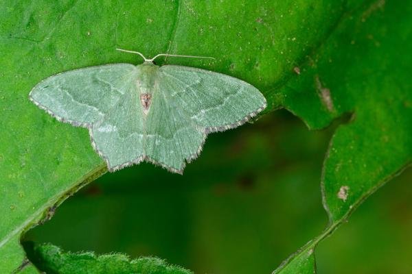 Common Emerald (Hemithea aestivaria), adult. Castle Eden Dene, 06-07-2022. Copyright Christopher Blakey. Common Emerald (Hemithea aestivaria), adult. Castle Eden Dene, 06-07-2022. Copyright Christopher Blakey.