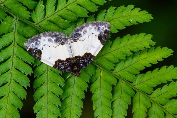 Beautiful Carpet (Mesoleuca albicillata), adult. Castle Eden Dene, 06-07-2022. Copyright Christopher Blakey.