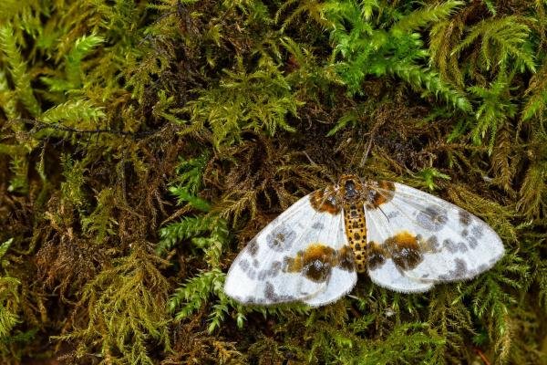Clouded Magpie (Abraxas sylvata), adult. Castle Eden Dene, 06-07-2022. Copyright Christopher Blakey. Clouded Magpie (Abraxas sylvata), adult. Castle Eden Dene, 06-07-2022. Copyright Christopher Blakey.