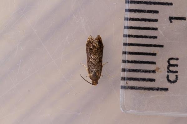 Cydia fagiglandana, adult. Framwellgate Moor, 08-07-2022. Copyright Christopher Blakey. Cydia fagiglandana, adult. Framwellgate Moor, 08-07-2022. Copyright Christopher Blakey.
