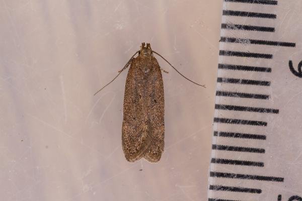 Bryotropha terrella, adult. Framwellgate Moor, 08-07-2022. Copyright Christopher Blakey. Bryotropha terrella, adult. Framwellgate Moor, 08-07-2022. Copyright Christopher Blakey.