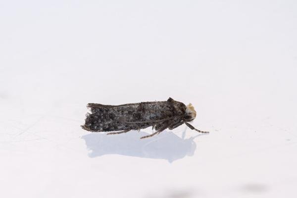 Paraswammerdamia nebulella, adult. Framwellgate Moor, 09-07-2022. Copyright Christopher Blakey. Paraswammerdamia nebulella, adult. Framwellgate Moor, 09-07-2022. Copyright Christopher Blakey.