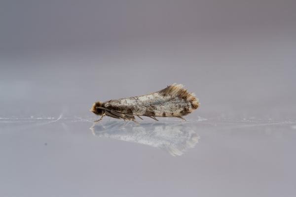 Cork Moth (Nemapogon cloacella), adult. Waldridge Fell, 12-07-2022. Copyright Christopher Blakey. Cork Moth (Nemapogon cloacella), adult. Waldridge Fell, 12-07-2022. Copyright Christopher Blakey.