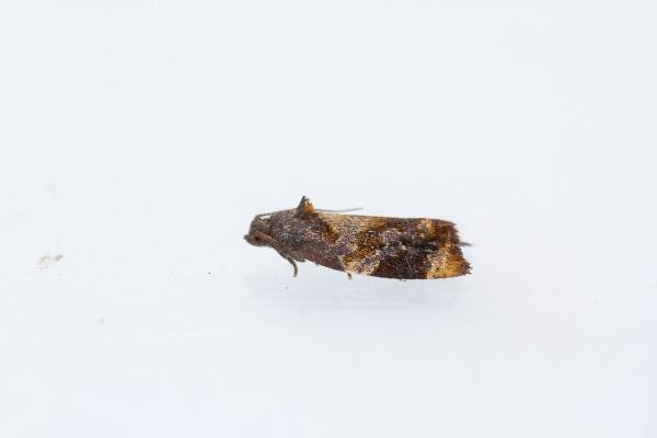 Red-barred Tortrix (Ditula angustiorana), adult. Waldridge Fell, 12-07-2022. Copyright Christopher Blakey. Red-barred Tortrix (Ditula angustiorana), adult. Waldridge Fell, 12-07-2022. Copyright Christopher Blakey.
