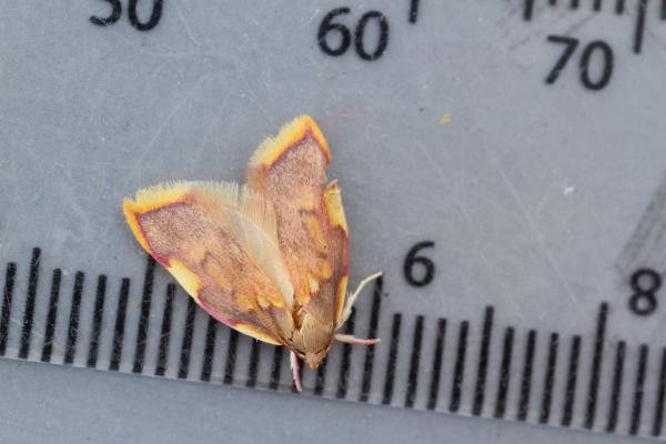 Carcina quercana, adult. Waldridge Fell, 12-07-2022. Copyright Christopher Blakey. Carcina quercana, adult. Waldridge Fell, 12-07-2022. Copyright Christopher Blakey.