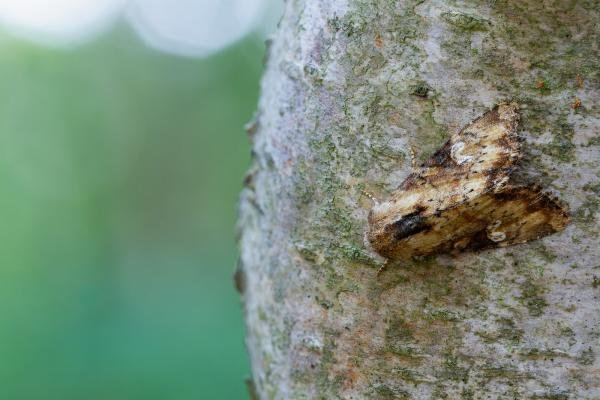 Slender Brindle (Apamea scolopacina), adult. Waldridge Fell, 19-07-2022. Copyright Christopher Blakey. Slender Brindle (Apamea scolopacina), adult. Waldridge Fell, 19-07-2022. Copyright Christopher Blakey.