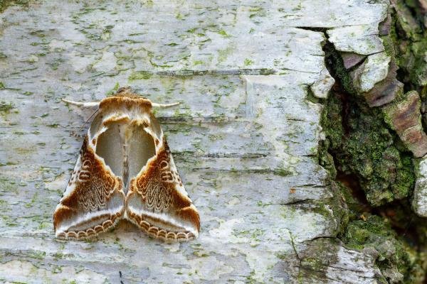 Buff Arches (Habrosyne pyritoides), adult. Waldridge Fell, 19-07-2022. Copyright Christopher Blakey. Buff Arches (Habrosyne pyritoides), adult. Waldridge Fell, 19-07-2022. Copyright Christopher Blakey.