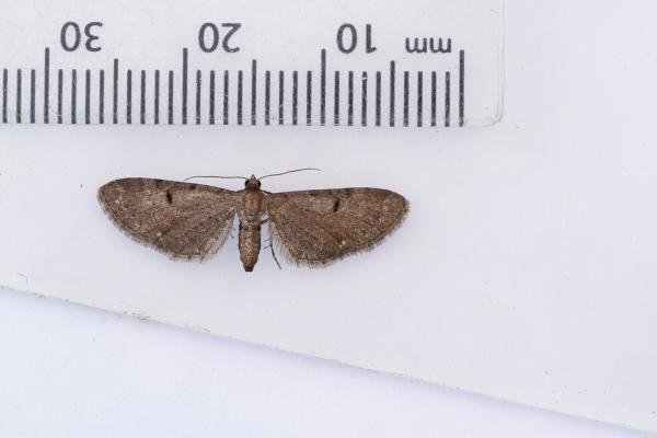 Currant Pug (Eupithecia assimilata), adult. Waldridge Fell, 19-07-2022. Copyright Christopher Blakey. Currant Pug (Eupithecia assimilata), adult. Waldridge Fell, 19-07-2022. Copyright Christopher Blakey.