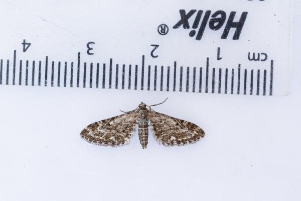 Narrow-winged Pug (Eupithecia nanata), adult. Waldridge Fell, 19-07-2022. Copyright Christopher Blakey. Narrow-winged Pug (Eupithecia nanata), adult. Waldridge Fell, 19-07-2022. Copyright Christopher Blakey.