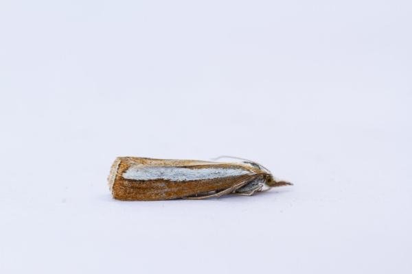 Catoptria margaritella, adult. Waldridge Fell, 19-07-2022. Copyright Christopher Blakey. Catoptria margaritella, adult. Waldridge Fell, 19-07-2022. Copyright Christopher Blakey.