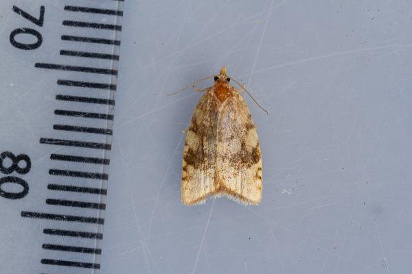 Aleimma loeflingiana, adult. Waldridge Fell, 20-07-2022. Copyright Christopher Blakey. Aleimma loeflingiana, adult. Waldridge Fell, 20-07-2022. Copyright Christopher Blakey.