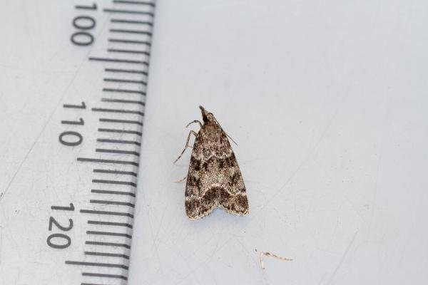 Eudonia mercurella, adult. Waldridge Fell, 20-07-2022. Copyright Christopher Blakey. Eudonia mercurella, adult. Waldridge Fell, 20-07-2022. Copyright Christopher Blakey.