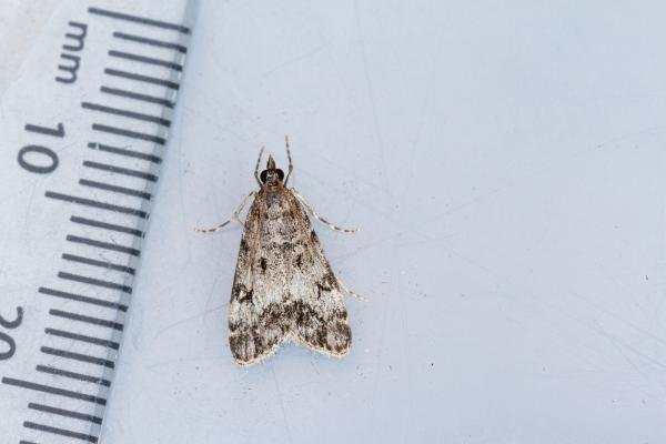 Eudonia lacustrata, adult. Waldridge Fell, 20-07-2022. Copyright Christopher Blakey. Eudonia lacustrata, adult. Waldridge Fell, 20-07-2022. Copyright Christopher Blakey.